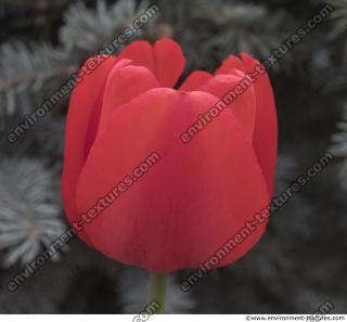 flower tulip